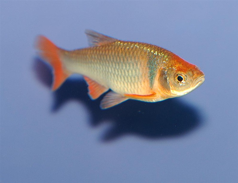 Cyprinella lutrensis   Roodvinwinde